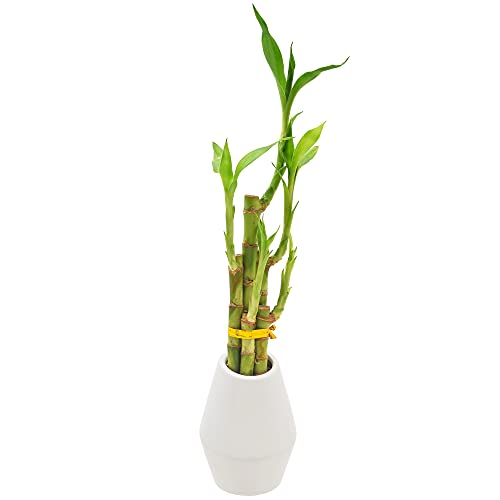 0849637008283 - ARCADIA GARDEN PRODUCTS LV31 5-STEM LUCKY BAMBOO, LIVE INDOOR PLANT IN DIMENSION II CERAMIC PLANTER FOR HOME, WORK, OR GIFT, BLACK, WHITE