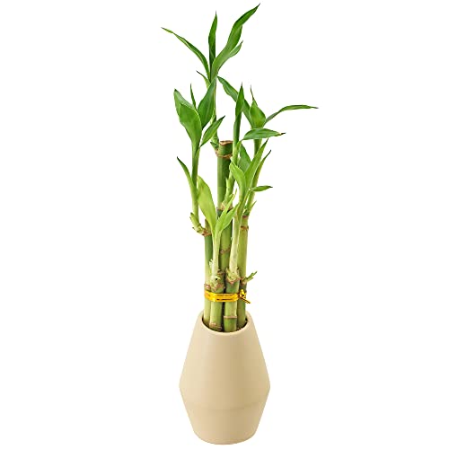 0849637008290 - ARCADIA GARDEN PRODUCTS LV32 5-STEM LUCKY BAMBOO, LIVE INDOOR PLANT IN DIMENSION II CERAMIC PLANTER FOR HOME, WORK, OR GIFT, TAN