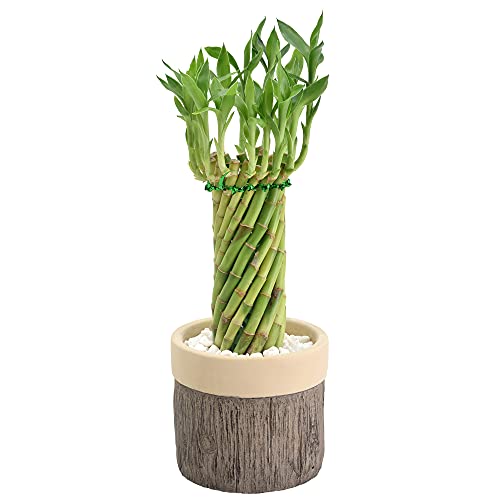 0849637008382 - ARCADIA GARDEN PRODUCTS LV41 TORNADO LUCKY BAMBOO, LIVE INDOOR PLANT IN STUMP CERAMIC PLANTER FOR HOME, WORK, OR GIFT, BEIGE