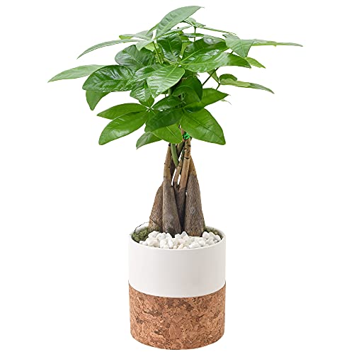 0849637008405 - ARCADIA GARDEN PRODUCTS LV43 MONEY TREE, LIVE INDOOR PLANT IN CORK POT ROUND CERAMIC PLANTER FOR HOME, WORK, OR GIFT, WHITE