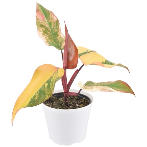 0849637011795 - ARCADIA GARDEN PRODUCTS LIVE STRAWBERRY SHAKE PHILODENDRON RARE VARIEGATED INDOOR HOUSEPLANT IN PLASTIC POT, TROPICAL PLANT COLLECTOR GIFT FOR HOME AND GARDEN DECOR, 6-INCH, WHITE