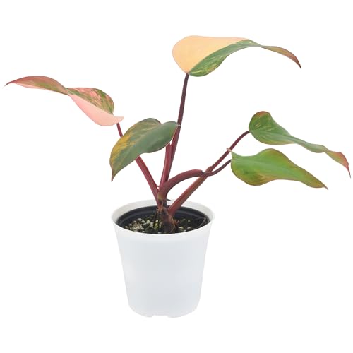 0849637011801 - ARCADIA GARDEN PRODUCTS LIVE STRAWBERRY SHAKE PHILODENDRON RARE VARIEGATED INDOOR HOUSEPLANT IN PLASTIC POT, TROPICAL PLANT COLLECTOR GIFT FOR HOME AND GARDEN DECOR, 4-INCH, WHITE