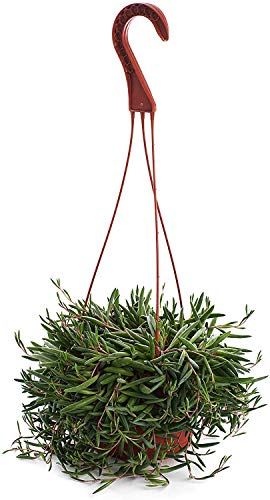 0850016119063 - SHOP SUCCULENTS | STRING OF RUBY NECKLACE SUCCULENT TRAILING COLLECTION, 0,