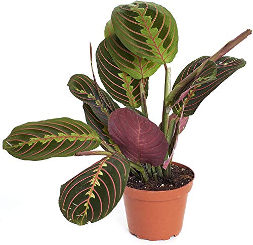 0850016119094 - SHOP SUCCULENTS | MARANTA RED ’PRAYER, NATURALLY AIR PURIFYING HOUSE PLANT IN 4” GROW POT, EASY CARE,