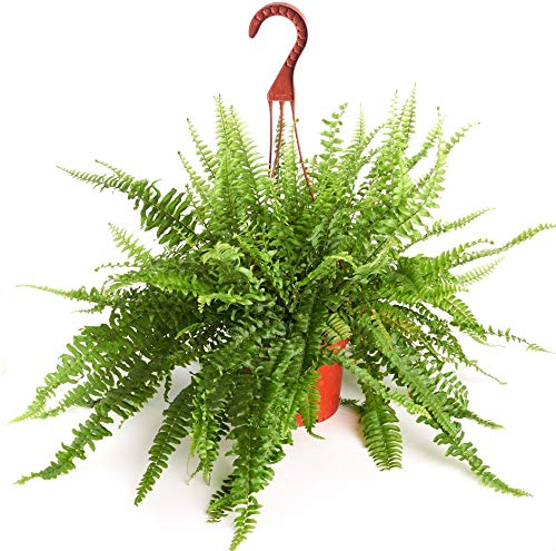 0850016119148 - SHOP SUCCULENTS | BOSTON FERN, HAND SELECTED FOR HEALTH, SIZE | 6” GROW POT HANGING HOUSE PLANT,