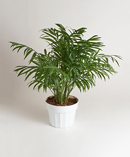 0850016119179 - SHOP SUCCULENTS | BELLA PALM, NATURALLY AIR PURIFYING HOUSE PLANT IN 4” GROW POT EASY CARE,