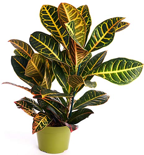 0850016119193 - SHOP SUCCULENTS | CROTON PETRA, NATURALLY AIR PURIFYING HOUSE PLANT IN 4” GROW POT EASY CARE,