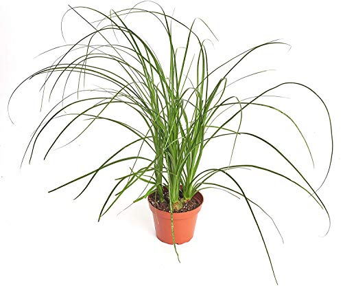 0850016119209 - SHOP SUCCULENTS | PONY TAIL PALM, EASY CARE, LIVE INDOOR HOUSE PLANT IN 4” GROW POT,