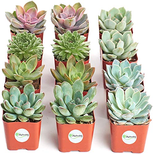 0850016119728 - SHOP SUCCULENTS | RADIANT ROSETTE LIVE SUCCULENT PLANTS, HAND SELECTED VARIETY PACK, COLLECTION OF 12,