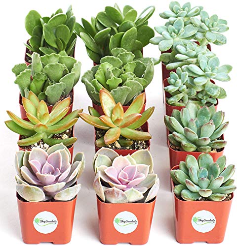 0850016119735 - SHOP SUCCULENTS | ASSORTED LIVE SUCCULENT PLANTS, HAND SELECTED VARIETY PACK, COLLECTION OF 12,