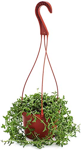 0850016119759 - SHOP SUCCULENTS | STRING OF DOLPHINS 6” GROW POT SUCCULENT | HAND SELECTED FOR HEALTH, SIZE,
