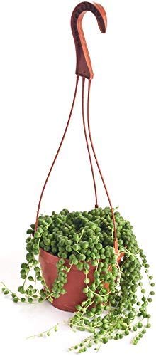 0850016119803 - SHOP SUCCULENTS IN 6” GROW POT | HAND SELECTED | STRING OF PEARLS SUCCULENT FOR HEALTH, SIZE & READINESS,