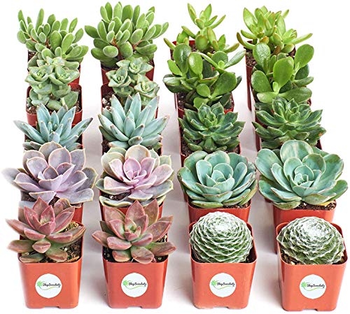 0850016119834 - SHOP SUCCULENTS | ASSORTED LIVE SUCCULENT PLANTS, HAND SELECTED VARIETY PACK, COLLECTION OF 20,