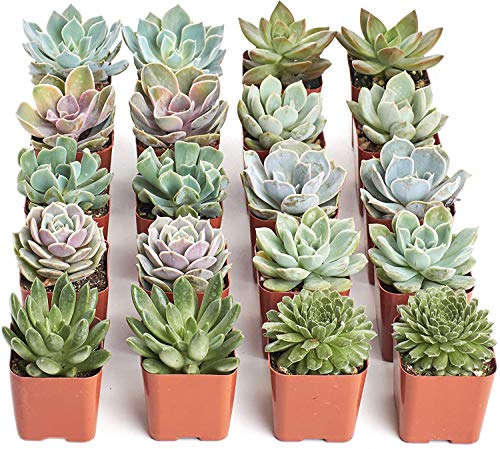 0850016119841 - SHOP SUCCULENTS | RADIANT ROSETTE COLLECTION SUCCULENTS, HAND SELECTED VARIETY PACK OF LIVE PLANTS 20,