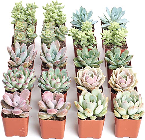 0850016119858 - SHOP SUCCULENTS | PREMIUM PASTEL COLLECTION SUCCULENTS, HAND SELECTED VARIETY PACK OF LIVE PLANTS 20,
