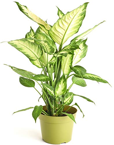 0850016119902 - SHOP SUCCULENTS | DUMB CANE ’DIEFFENBACHIA CAMILLE’ HOUSE PLANT IN 6” GROW POT HAND SELECTED, EASY CARE,