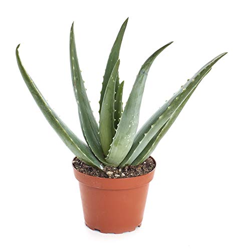 0850016119971 - SHOP SUCCULENTS | ALLURING COLLECTION OF LIVE ALOE PLANTS IN 4” GROW POTS, HAND SELECTED, EASY CARE,