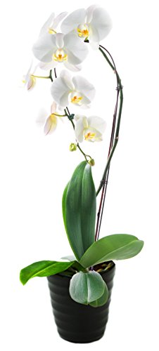 0850673006966 - LIVE WHITE ORCHID PLANT BY KABLOOM IN CERAMIC POT, 5
