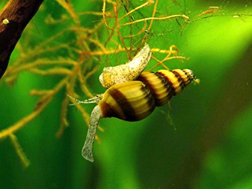 0852665536819 - 3 LIVE ASSASSIN SNAILS (CLEA HELENA - 1/2 TO 1 INCH) - REMOVES ALL PEST SNAILS! BY AQUATIC ARTS