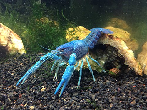 0852665536871 - 1 LIVE ELECTRIC BLUE CRAYFISH/FRESHWATER LOBSTER (2+ INCH YOUNG ADULT) BY AQUATIC ARTS