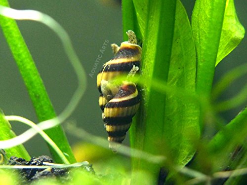 0852665536963 - 5 LIVE ASSASSIN SNAILS (CLEA HELENA - 1/2 TO 1 INCH) - REMOVES ALL PEST SNAILS! BY AQUATIC ARTS
