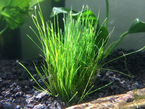 0852672991908 - HAIRGRASS (ELEOCHARIS ACICULARIS) - 1 TO 2 INCH WIDE MAT; TALL AND FAST-GROWING! - LIVE AQUARIUM PLANT BY AQUATIC ARTS