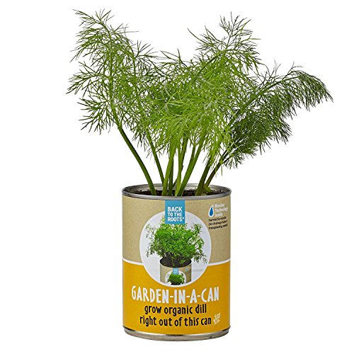 0853036006245 - BACK TO THE ROOTS - GARDEN-IN-A-CAN ORGANIC DILL