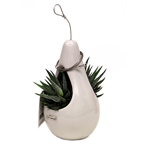 0861790000058 - LIVETRENDS PEAR OF LIFE - LIVING SUCCULENT DECORATION