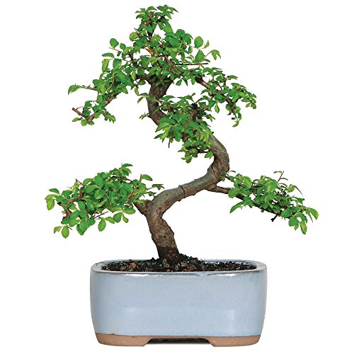 0885271455632 - BRUSSEL'S CT9005CE CHINESE ELM BONSAI