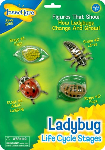 0885982061887 - INSECT LORE LADYBUG LIFE CYCLE STAGES