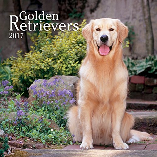 0886136146573 - TURNER PHOTO 2017 GOLDEN RETRIEVERS PHOTO WALL CALENDAR, 12 X 24 INCHES OPENED