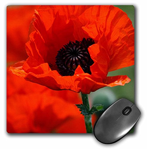 0888414180248 - 3DROSE LLC 8 X 8 X 0.25 INCHES MOUSE PAD, BEAUTIFUL RED POPPY (MP_29205_1)
