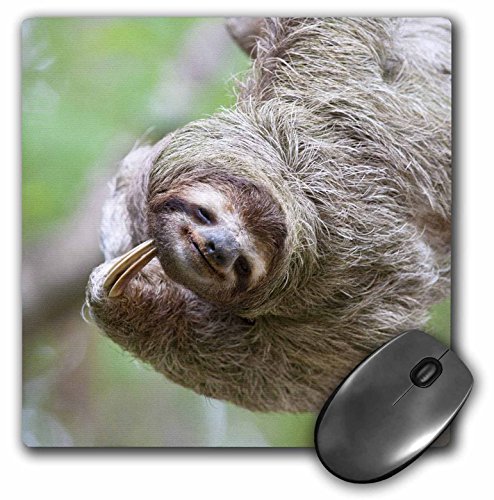0888414192753 - 3DROSE LLC 8 X 8 X 0.25 INCHES MOUSE PAD, BROWN THROATED SLOTH WILDLIFE CORCOVADO COSTA RICA JIM GOLDSTEIN (MP_87171_1)