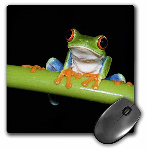 0888414256721 - 3DROSE LLC 8 X 8 X 0.25 RED-EYED TREE FROG COSTA RICA KEVIN SCHAFER MOUSE PAD (MP_87231_1)
