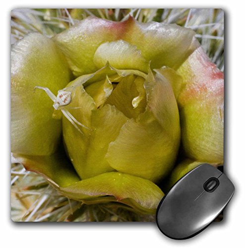 0888414283550 - 3DROSE LLC 8 X 8 X 0.25 INCHES MOUSE PAD, SILVER CHOLLA CACTUS FLOWER WITH SPIDEROPUNTIA ECHINOCARPAANZABORREGO DESERT STATE PARK, CALI (MP_45945_1)