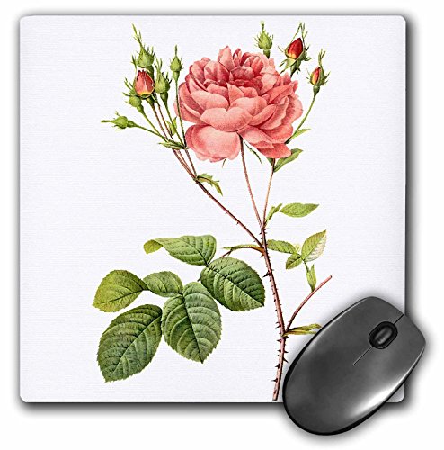 0888414289484 - 3DROSE 8 X 8 X 0.25 REDOUTE VINTAGE WATERCOLOR FLORAL CUMBERLAND ROSE ROSA CENTIFOLIA ANGELICA RUBRA MOUSE PAD (MP_106646_1)