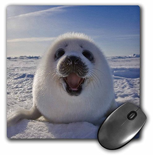 0888414873331 - 3DROSE HARP SEAL PUP, ILES DE LA MADELEINE, QUEBEC, CANADA - MOUSE PAD, 8 BY 8 INCHES (MP_135375_1)