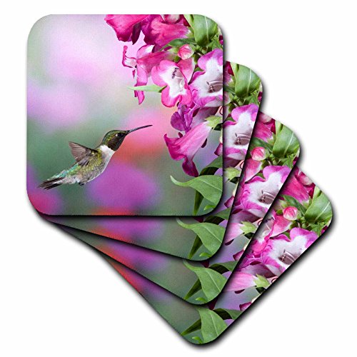 0888414934162 - 3DROSE CST_205784_1 RUBY-THROATED HUMMINGBIRD AT A PENSTEMON HYBRID, MARION CO IL SOFT COASTER (SET OF 4)