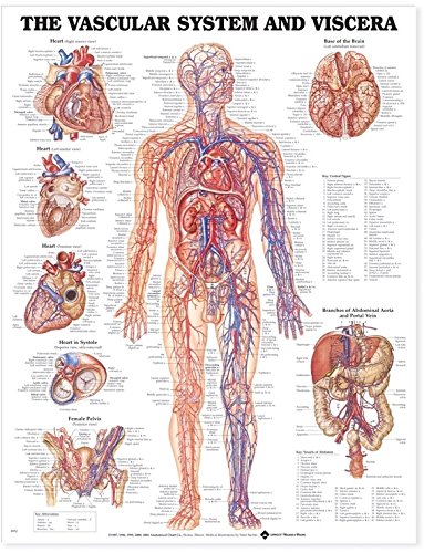 9781587790829 - THE VASCULAR SYSTEM AND VISCERA 3D RAISED RELIEF CHART