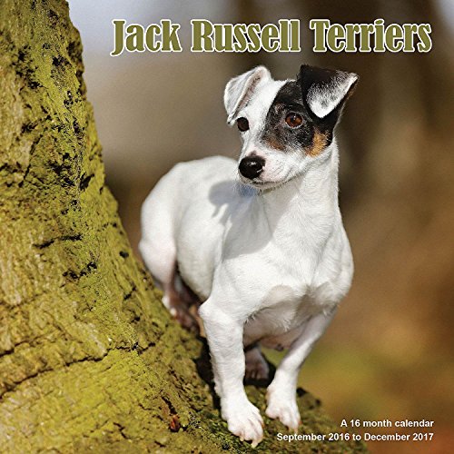9781617917035 - JACK RUSSELL CALENDAR - 2017 WALL CALENDARS - CALENDAR 2016 - DOG BREED CALENDARS - MONTHLY WALL CALENDAR BY MAGNUM