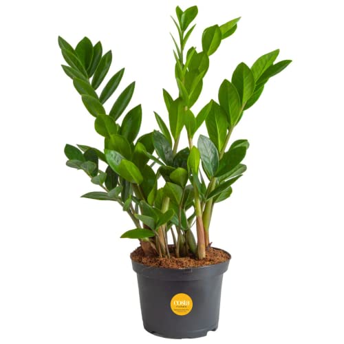0099993062829 - COSTA FARMS ZZ PLANT, LIVE INDOOR HOUSEPLANT POTTED IN NURSERY POT, EASY CARE AIR PURIFIER IN POTTING SOIL MIX, HOUSEWARMING, BIRTHDAY, TABLETOP, ROOM, OFFICE DECOR, 12-INCHES TALL